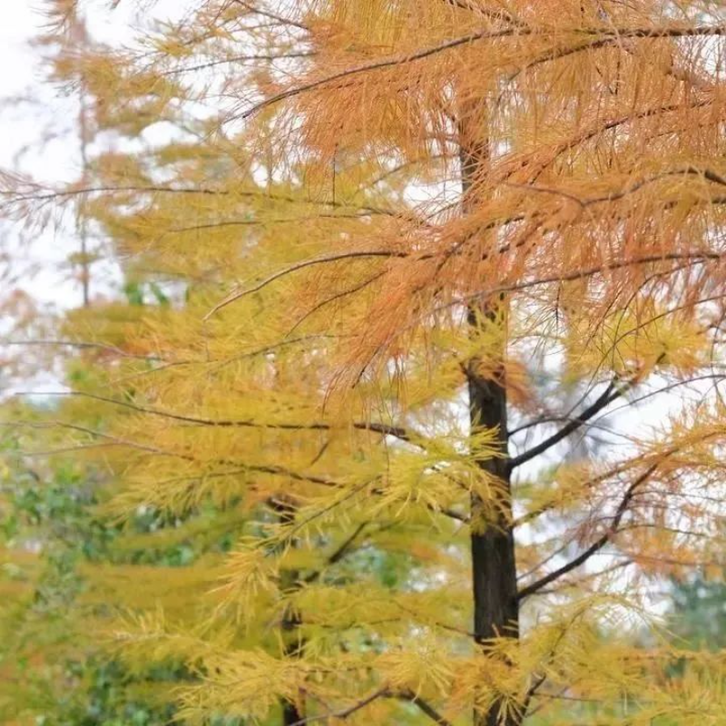 pexels-vividd-4260091.jpg 圖片