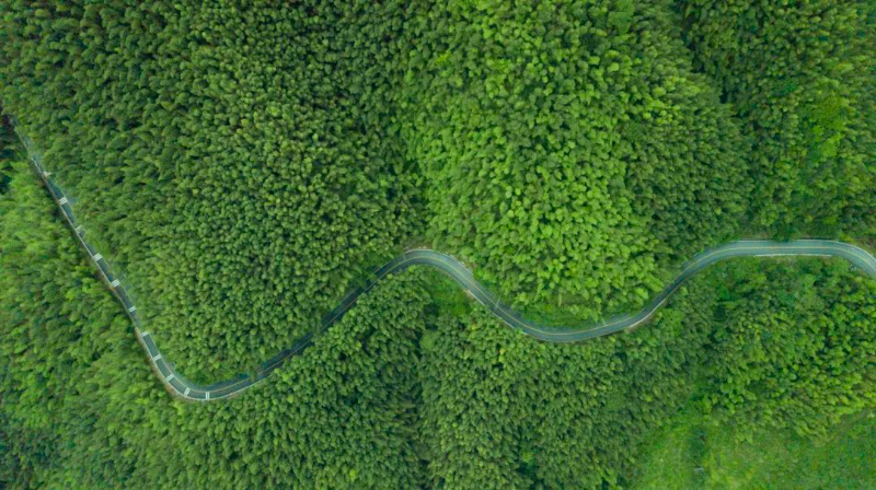 始興縣百里竹海(始興縣融媒體中心 攝).jpg